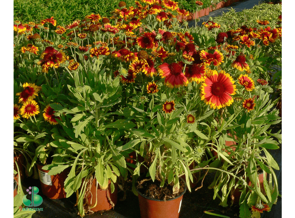 Latvijas stādi - Gaillardia × grandiflora 'Arizona Sun' - gailardija ...